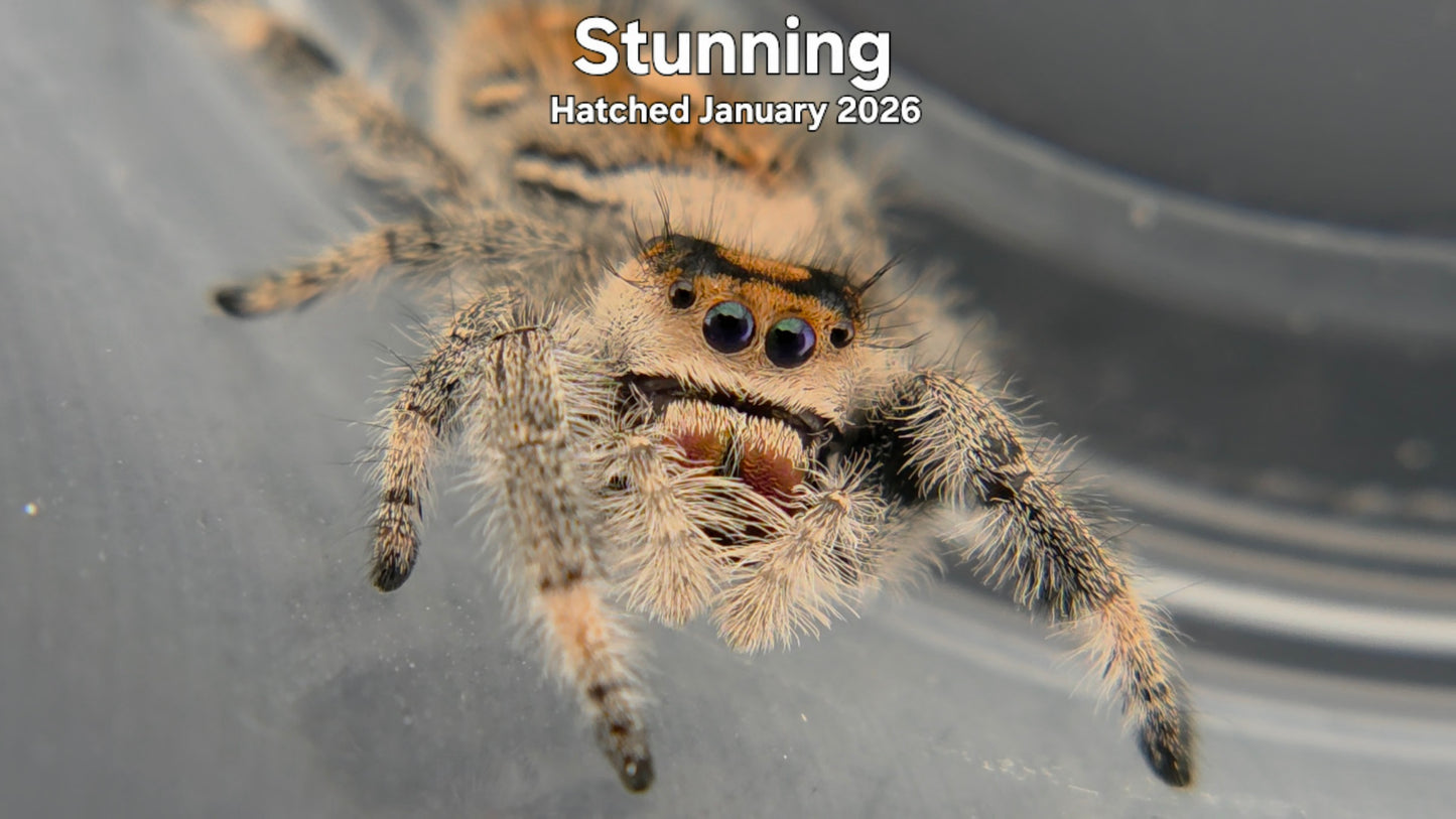 "Stunning" Female Regal Jumping Spider (Phidippus regius) Hatched January 2026
