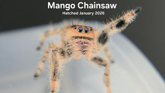 "Mango Chainsaw" Female Regal Jumping Spider (Phidippus regius) Hatched January 2026