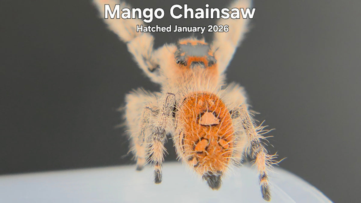 "Mango Chainsaw" Female Regal Jumping Spider (Phidippus regius) Hatched January 2026