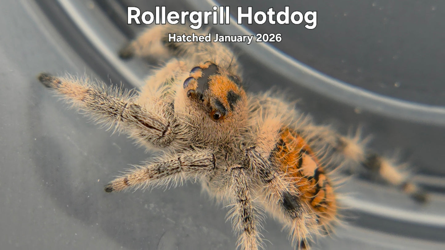 "Rollergrill Hotdog" Female Regal Jumping Spider (Phidippus regius) Hatched January 2026