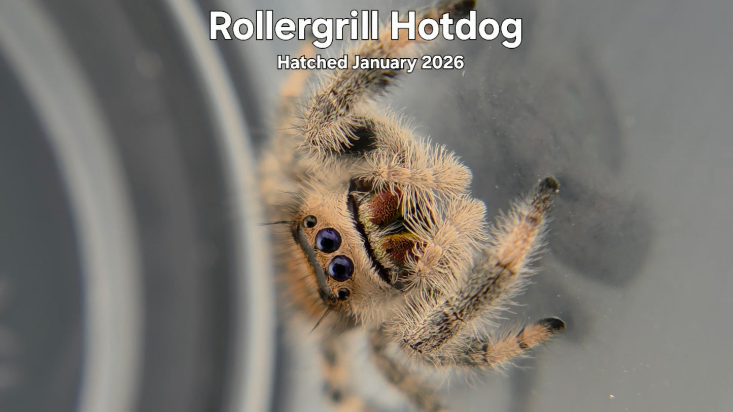 "Rollergrill Hotdog" Female Regal Jumping Spider (Phidippus regius) Hatched January 2026