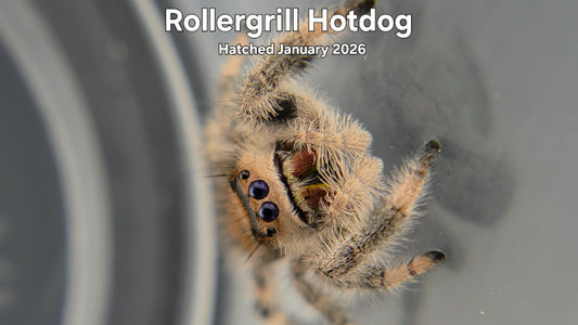 "Rollergrill Hotdog" Female Regal Jumping Spider (Phidippus regius) Hatched January 2026