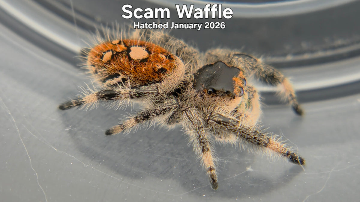 "Scam Waffle" Female Regal Jumping Spider (Phidippus regius) Hatched January 2026