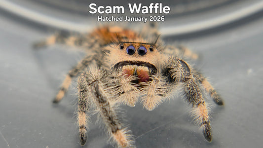 "Scam Waffle" Female Regal Jumping Spider (Phidippus regius) Hatched January 2026