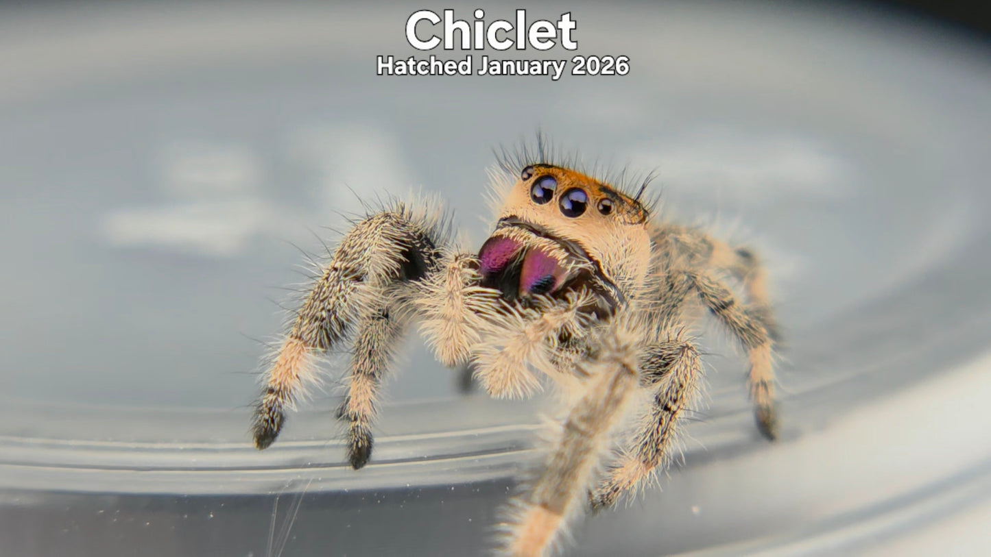 "Chiclet" Female Regal Jumping Spider (Phidippus regius) Hatched January 2026