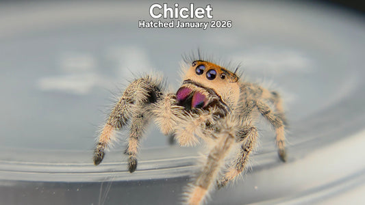 "Chiclet" Female Regal Jumping Spider (Phidippus regius) Hatched January 2026
