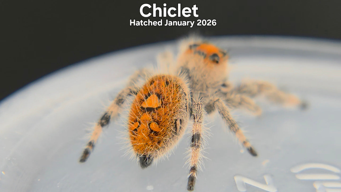 "Chiclet" Female Regal Jumping Spider (Phidippus regius) Hatched January 2026
