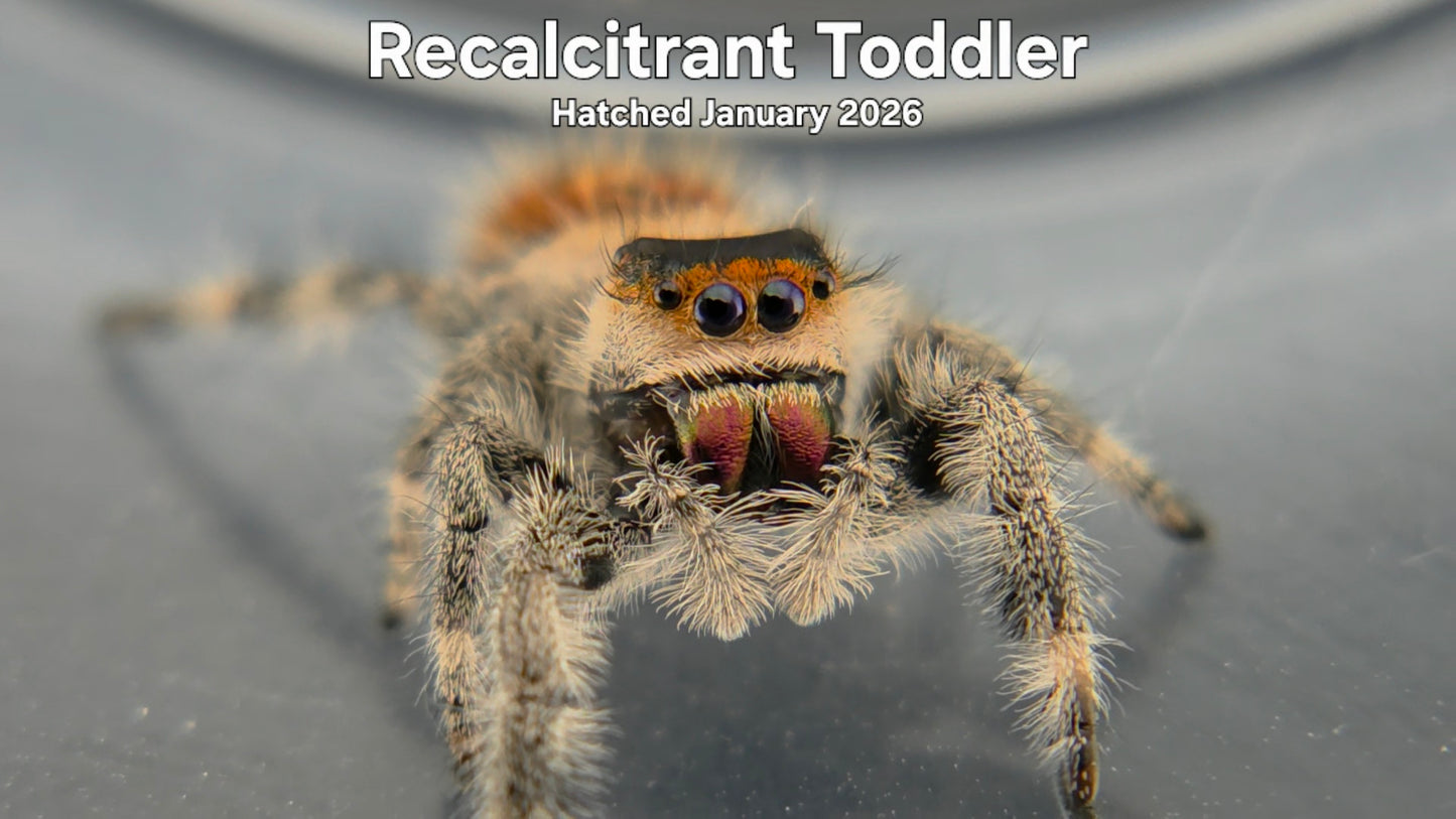 "Recalcitrant Toddler" Female Regal Jumping Spider (Phidippus regius) Hatched January 2026