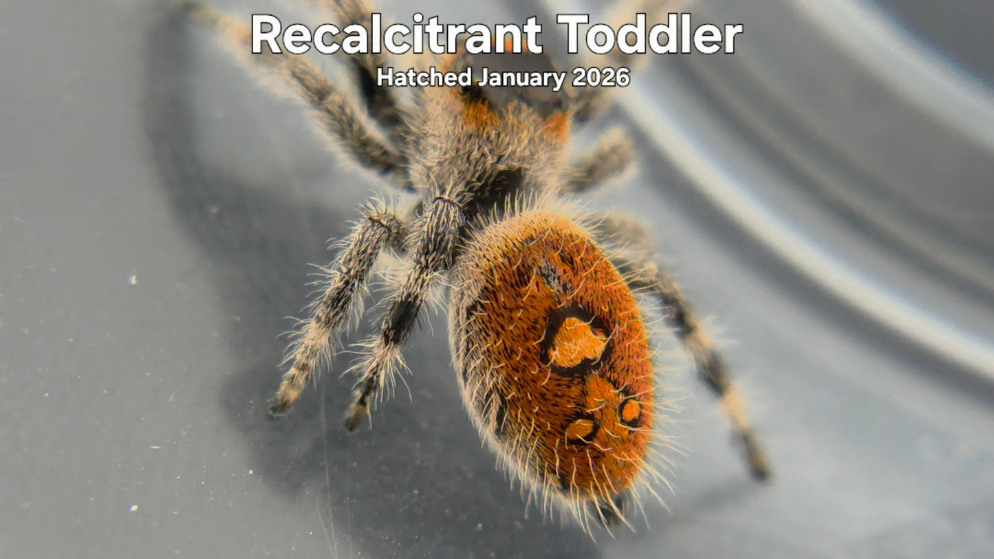 "Recalcitrant Toddler" Female Regal Jumping Spider (Phidippus regius) Hatched January 2026