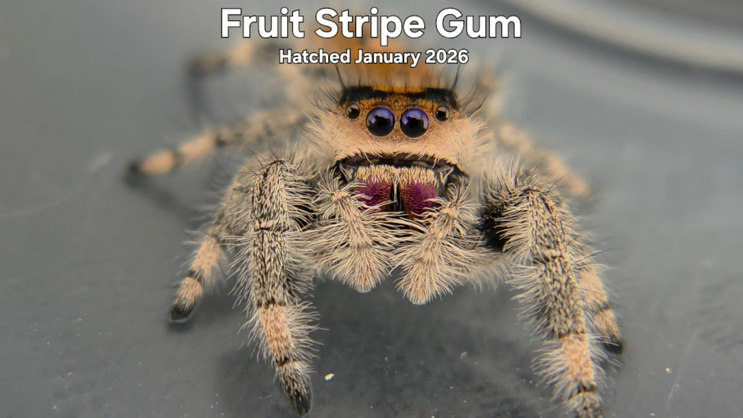 "Fruit Stripe Gum" Female Regal Jumping Spider (Phidippus regius) Hatched January 2026