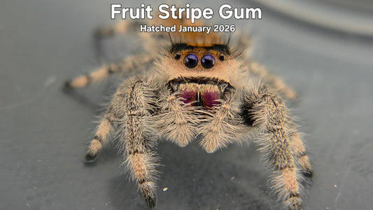 "Fruit Stripe Gum" Female Regal Jumping Spider (Phidippus regius) Hatched January 2026