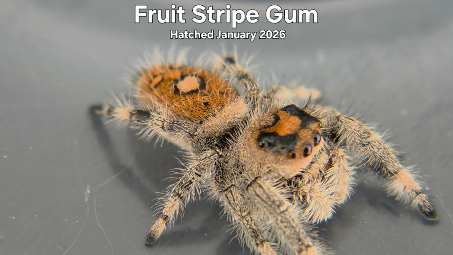"Fruit Stripe Gum" Female Regal Jumping Spider (Phidippus regius) Hatched January 2026