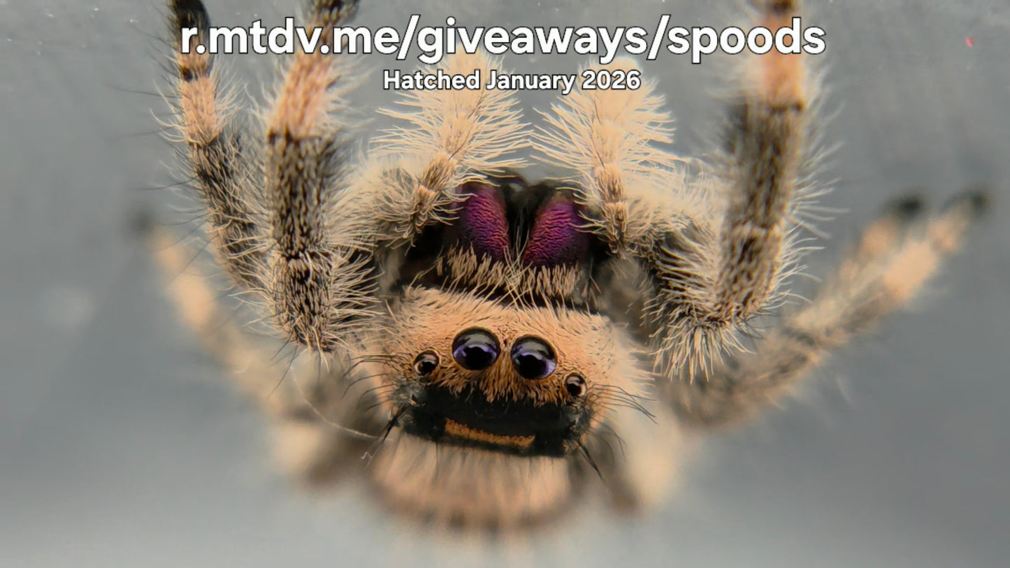 "r.mtdv.me/giveaways/spoods" Female Regal Jumping Spider (Phidippus regius) Hatched January 2026