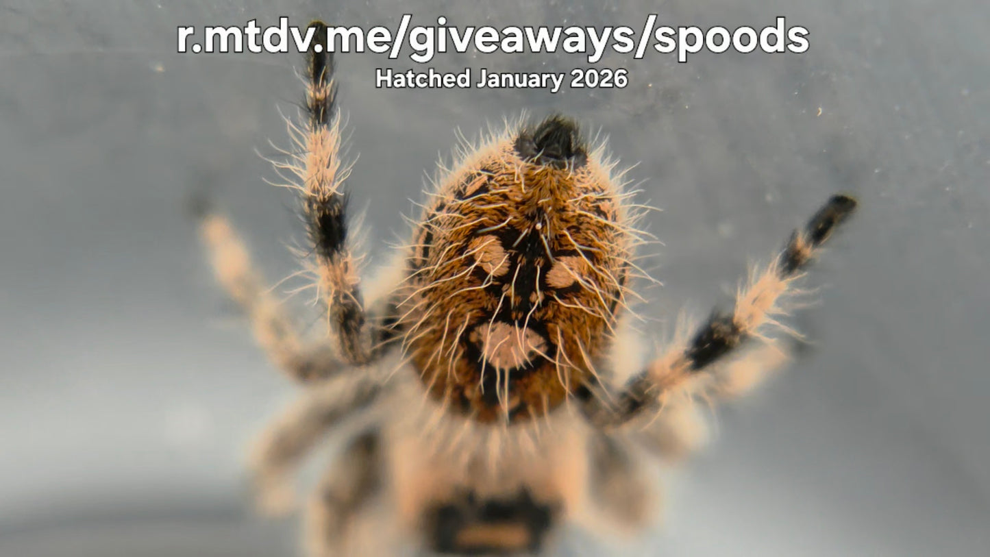 "r.mtdv.me/giveaways/spoods" Female Regal Jumping Spider (Phidippus regius) Hatched January 2026