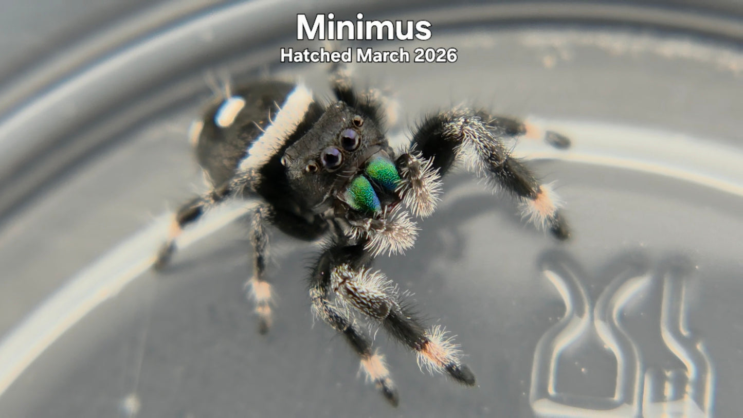 "Minimus" Male Regal Jumping Spider (Phidippus regius) Hatched March 2026