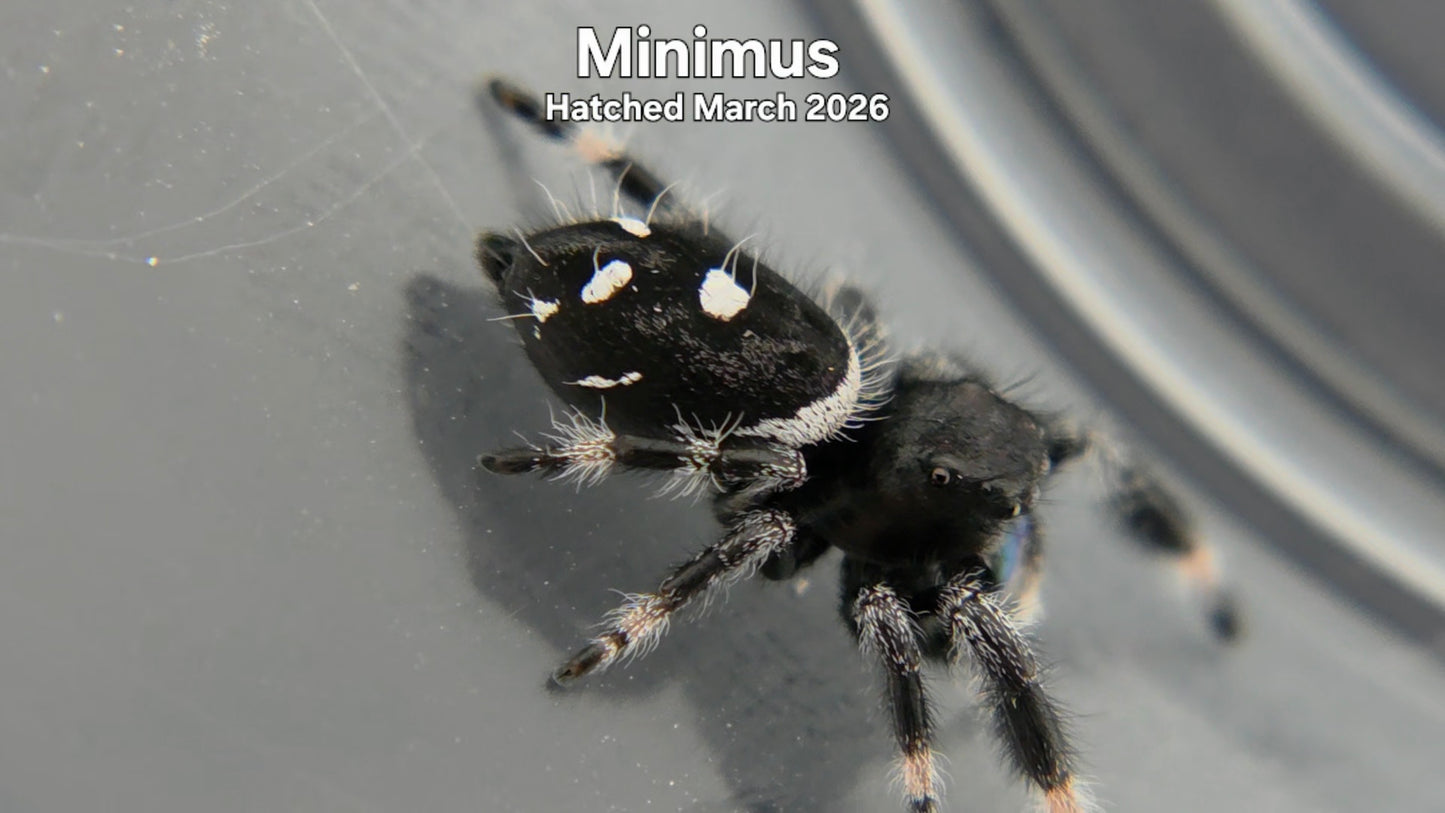 "Minimus" Male Regal Jumping Spider (Phidippus regius) Hatched March 2026
