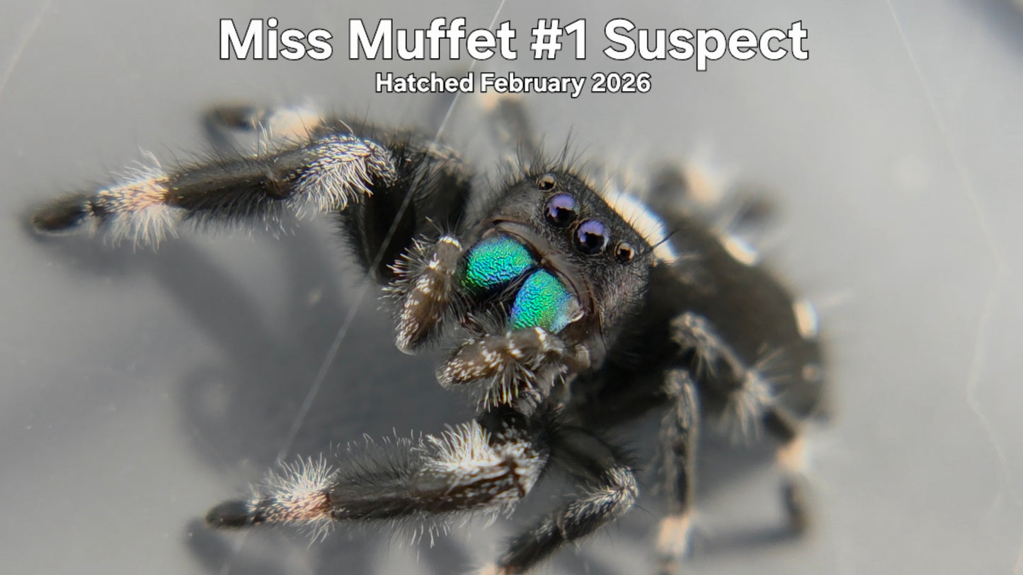 "Miss Muffet #1 Suspect" Male Regal Jumping Spider (Phidippus regius) Hatched February 2026