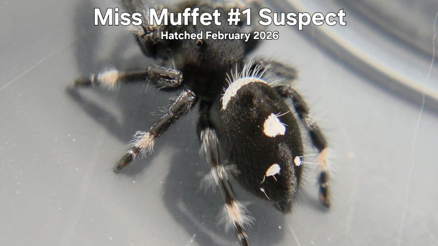 "Miss Muffet #1 Suspect" Male Regal Jumping Spider (Phidippus regius) Hatched February 2026
