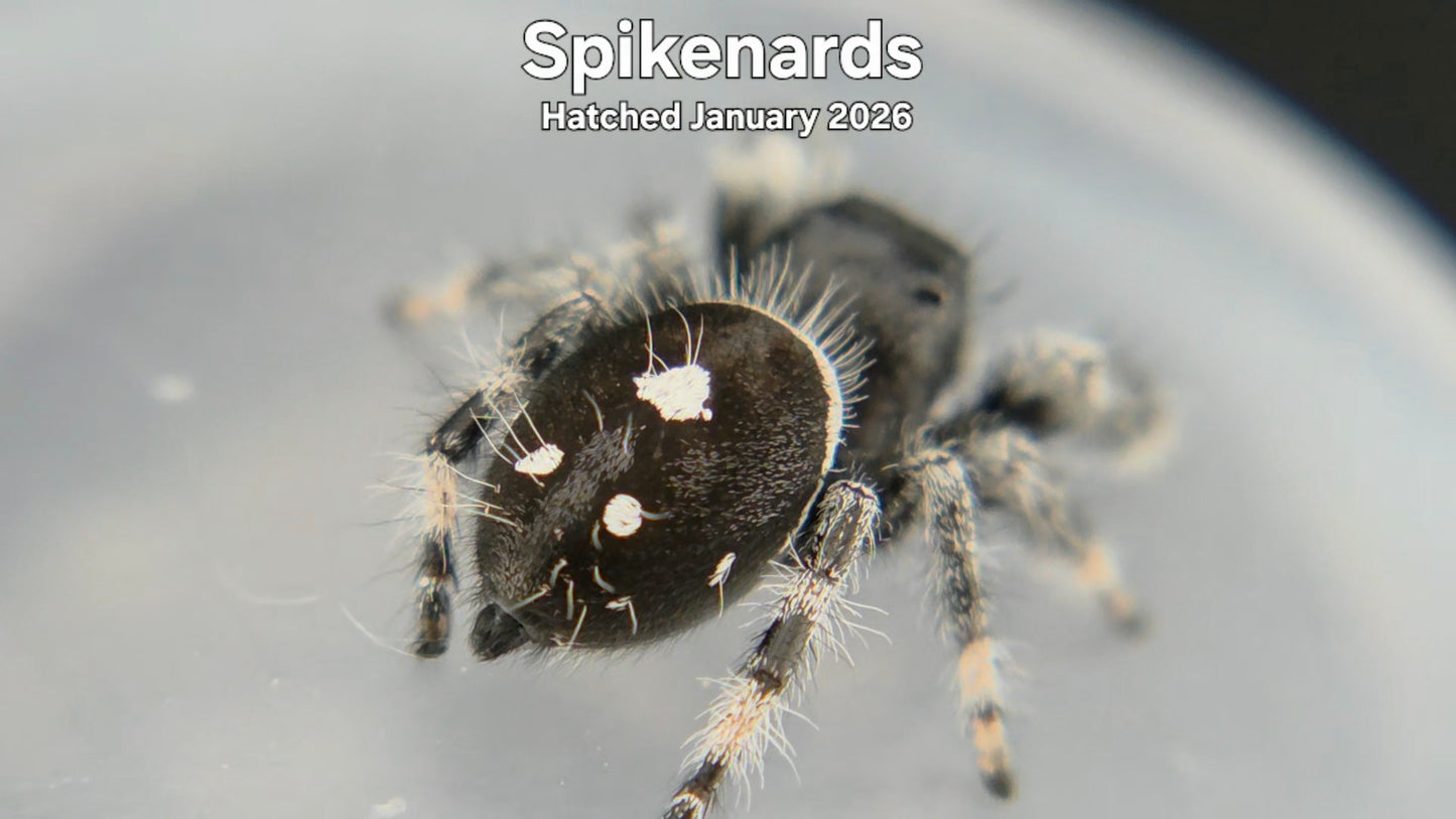 "Spikenards" Male Regal Jumping Spider (Phidippus regius) Hatched January 2026
