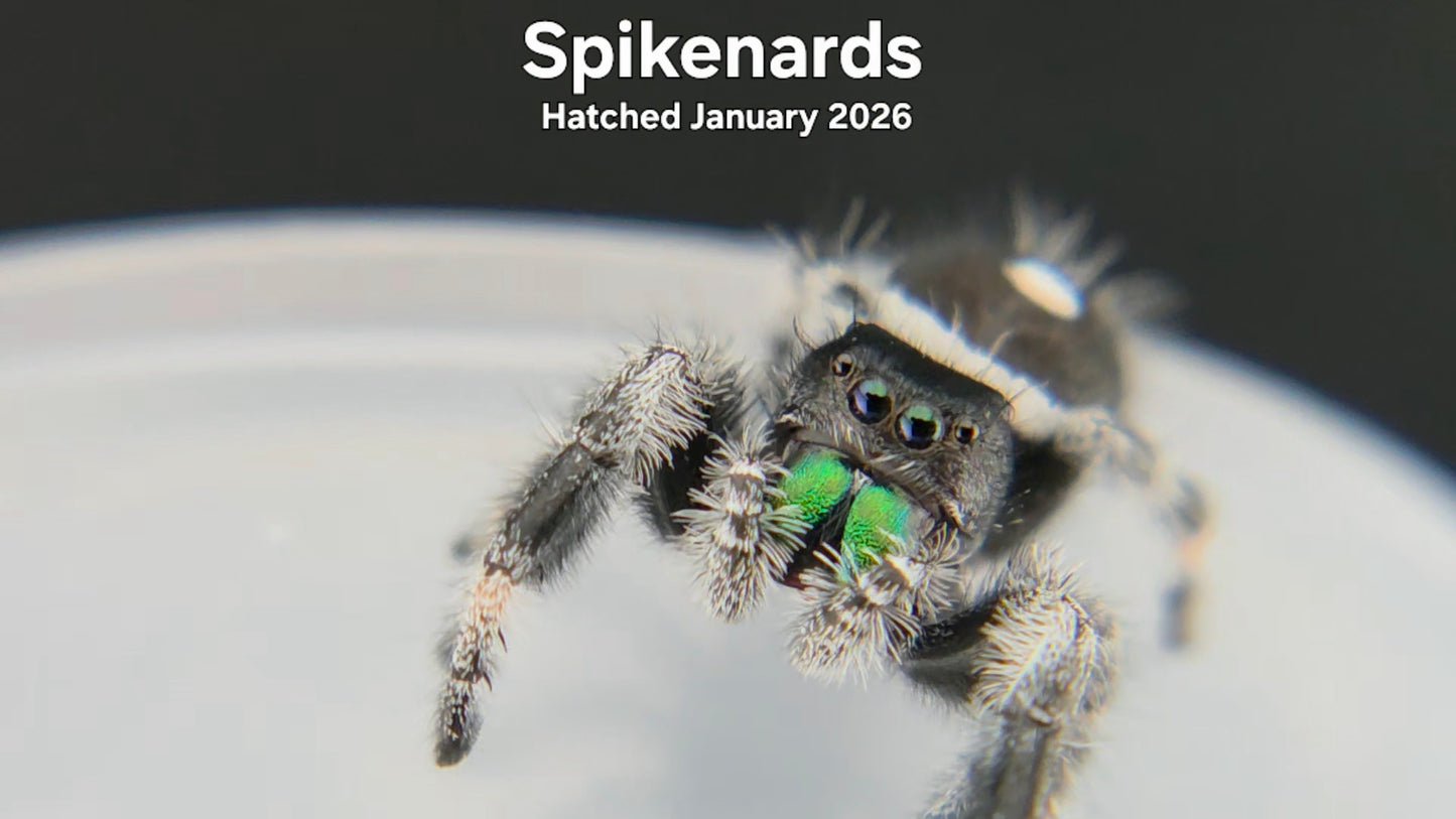 "Spikenards" Male Regal Jumping Spider (Phidippus regius) Hatched January 2026
