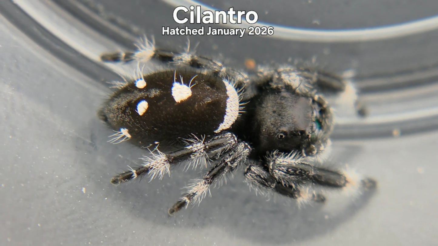 "Cilantro" Male Regal Jumping Spider (Phidippus regius) Hatched January 2026