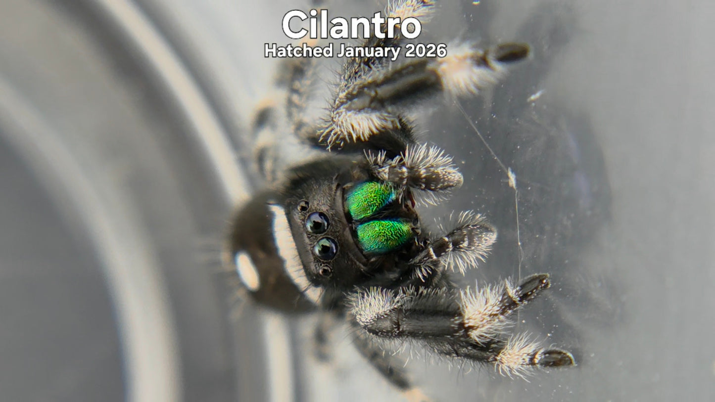 "Cilantro" Male Regal Jumping Spider (Phidippus regius) Hatched January 2026