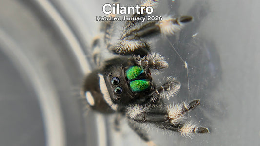 "Cilantro" Male Regal Jumping Spider (Phidippus regius) Hatched January 2026