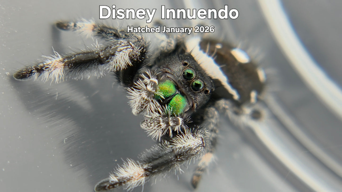 "Disney Innuendo" Male Regal Jumping Spider (Phidippus regius) Hatched January 2026