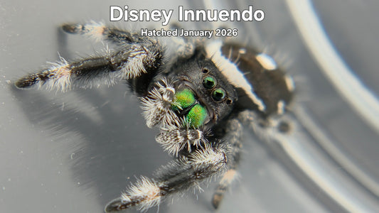 "Disney Innuendo" Male Regal Jumping Spider (Phidippus regius) Hatched January 2026