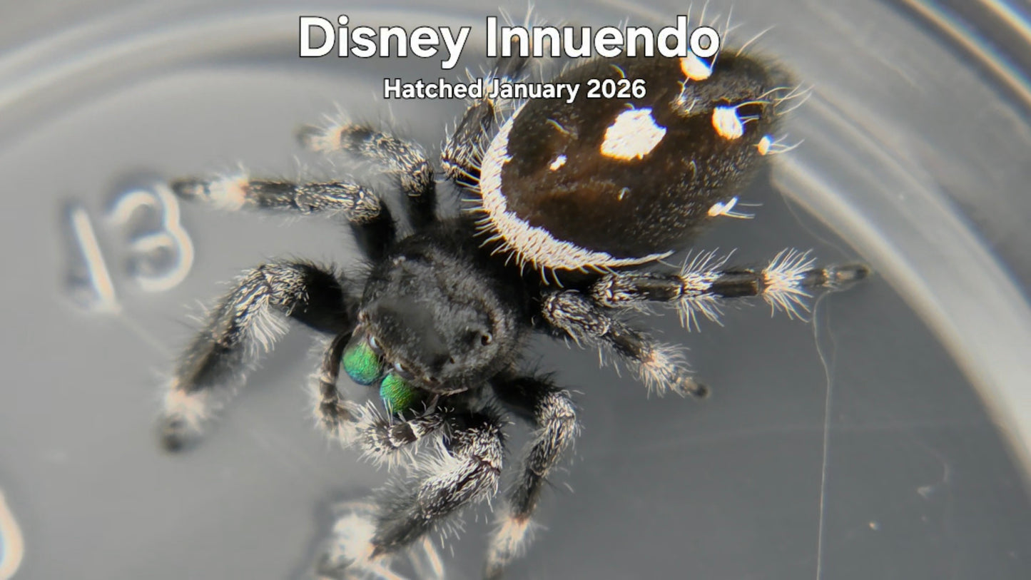 "Disney Innuendo" Male Regal Jumping Spider (Phidippus regius) Hatched January 2026