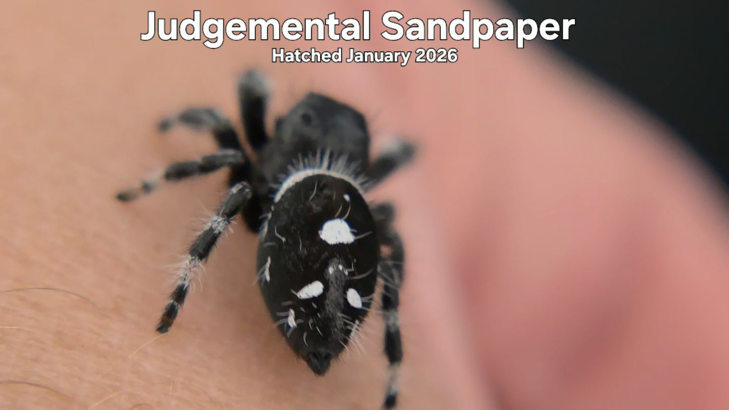 "Judgemental Sandpaper" Male Regal Jumping Spider (Phidippus regius) Hatched January 2026