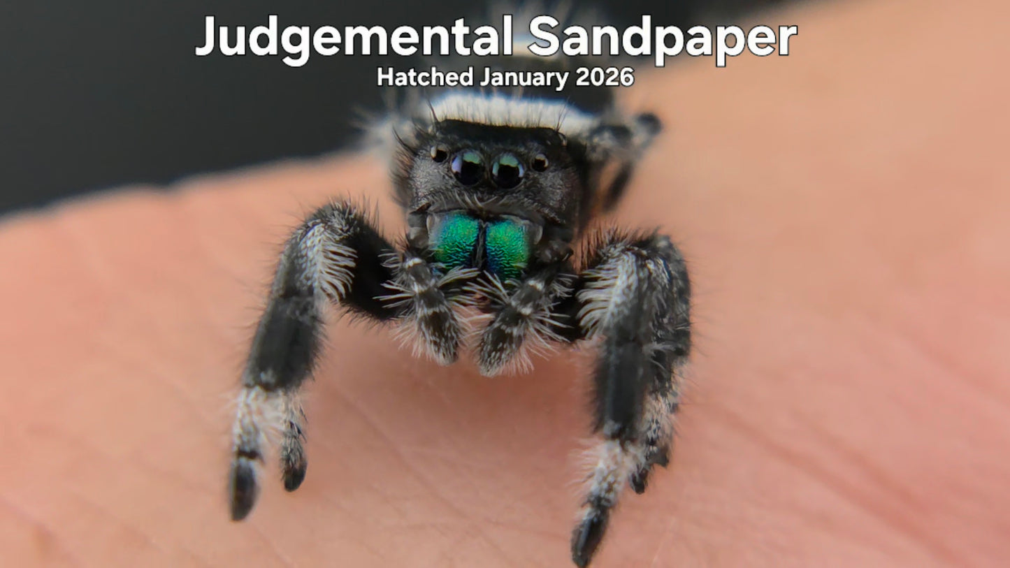 "Judgemental Sandpaper" Male Regal Jumping Spider (Phidippus regius) Hatched January 2026