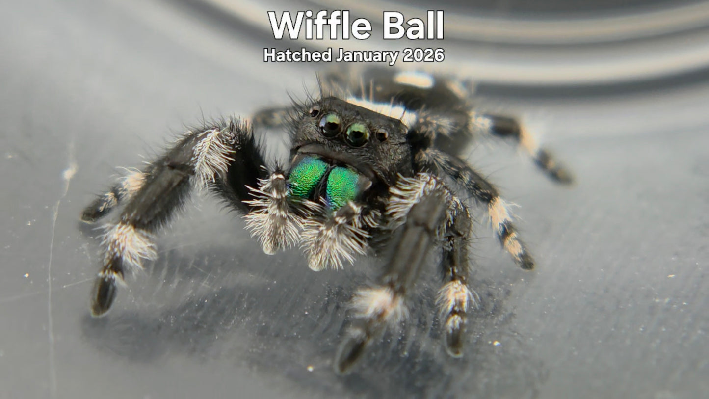 "Wiffle Ball" Male Regal Jumping Spider (Phidippus regius) Hatched January 2026