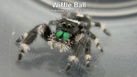 "Wiffle Ball" Male Regal Jumping Spider (Phidippus regius) Hatched January 2026