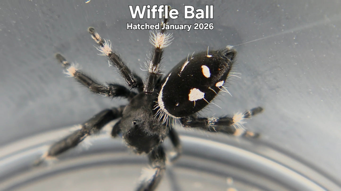 "Wiffle Ball" Male Regal Jumping Spider (Phidippus regius) Hatched January 2026