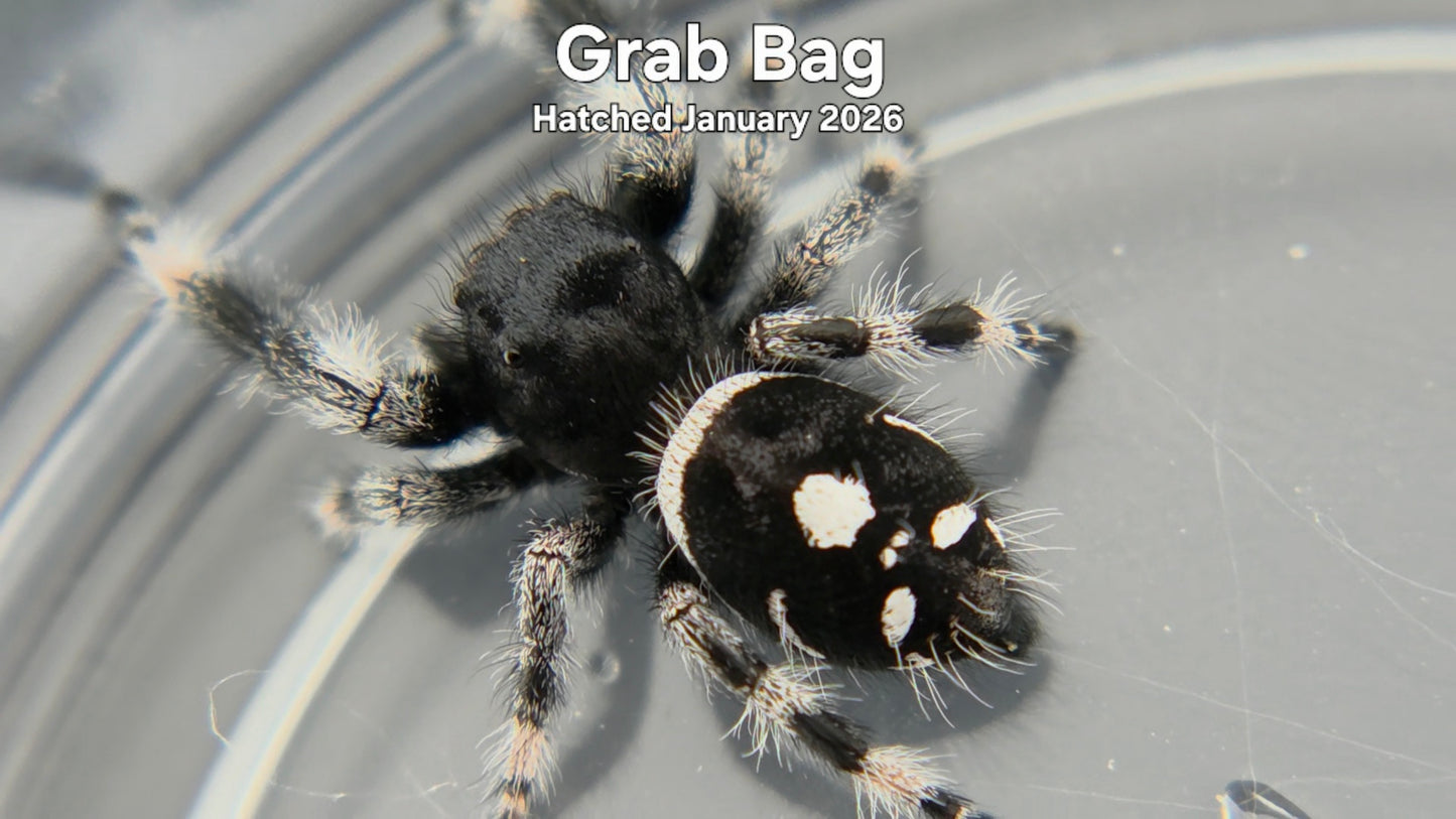 "Grab Bag" Male Regal Jumping Spider (Phidippus regius) Hatched January 2026