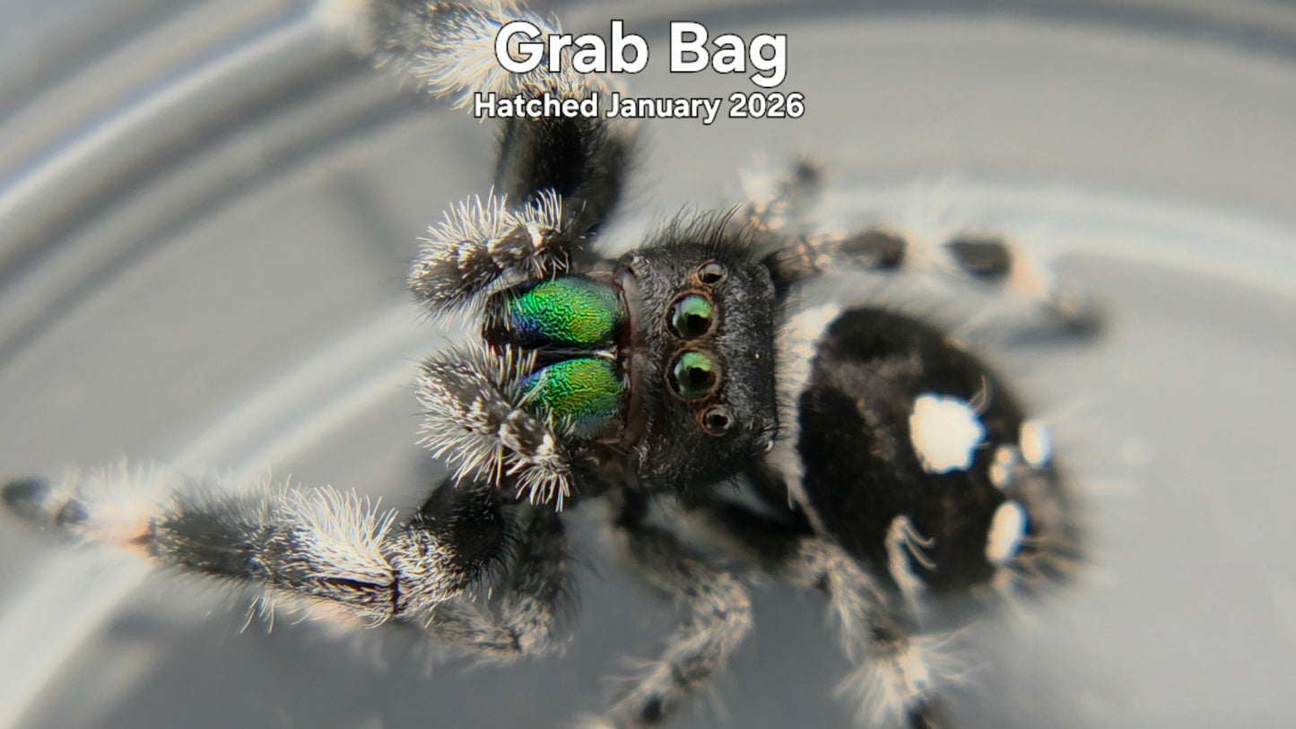"Grab Bag" Male Regal Jumping Spider (Phidippus regius) Hatched January 2026