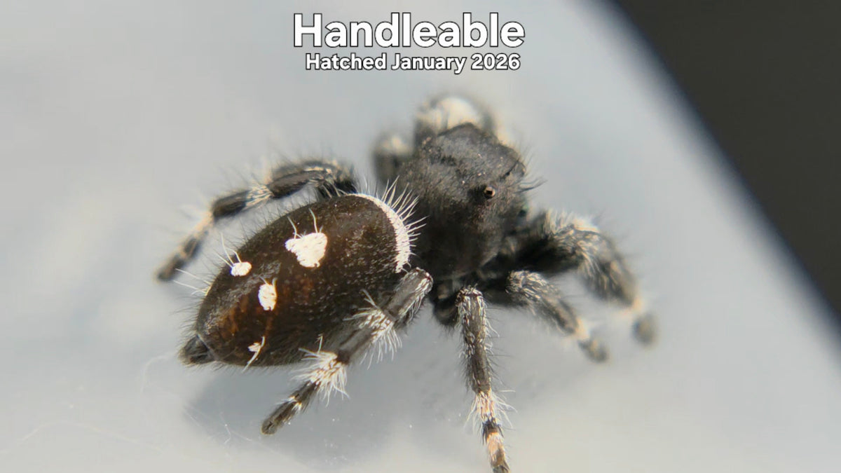 "Handleable" Male Regal Jumping Spider (Phidippus regius) Hatched January 2026