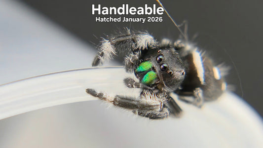 "Handleable" Male Regal Jumping Spider (Phidippus regius) Hatched January 2026