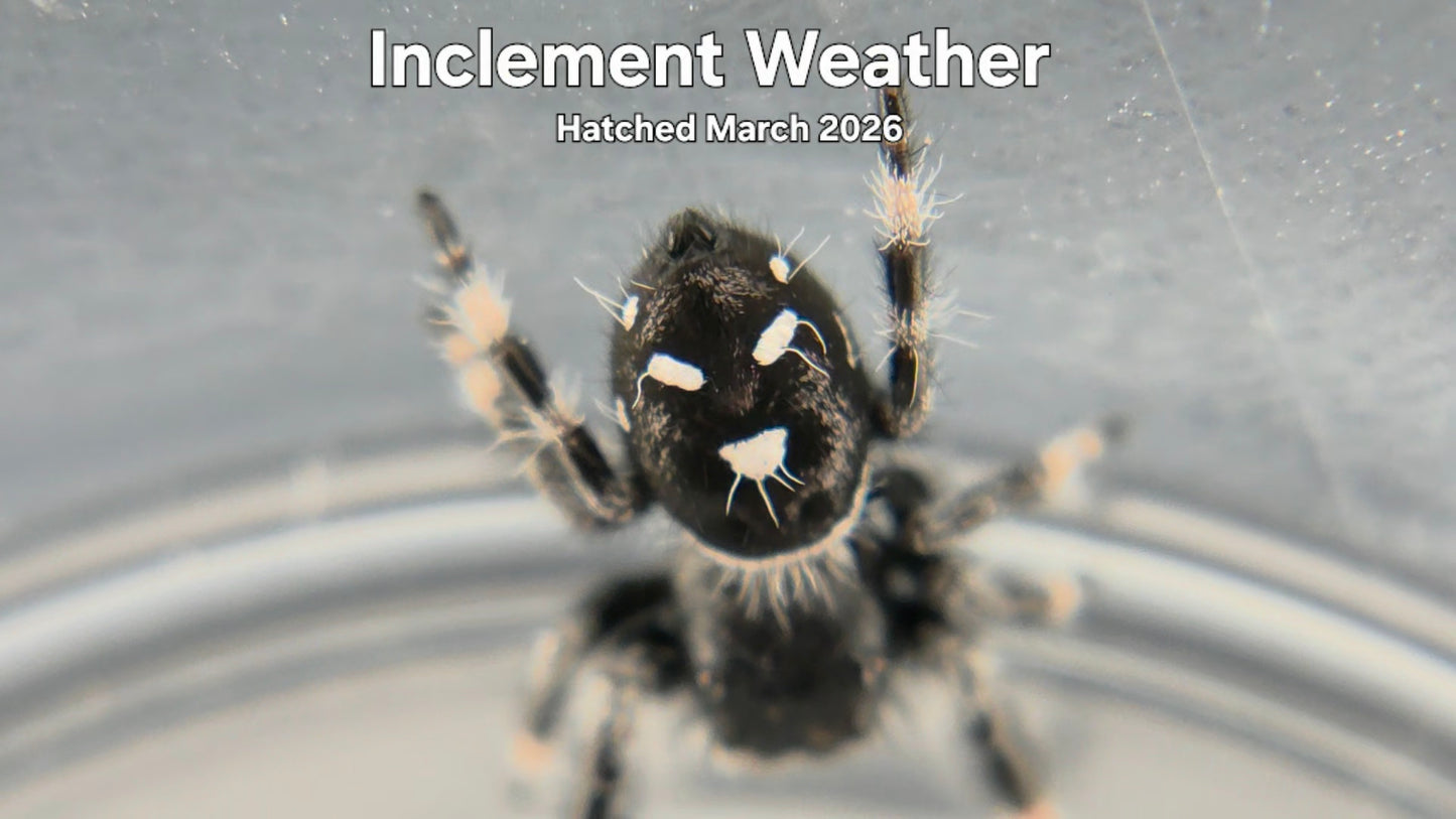 "Inclement Weather" Male Regal Jumping Spider (Phidippus regius) Hatched March 2026