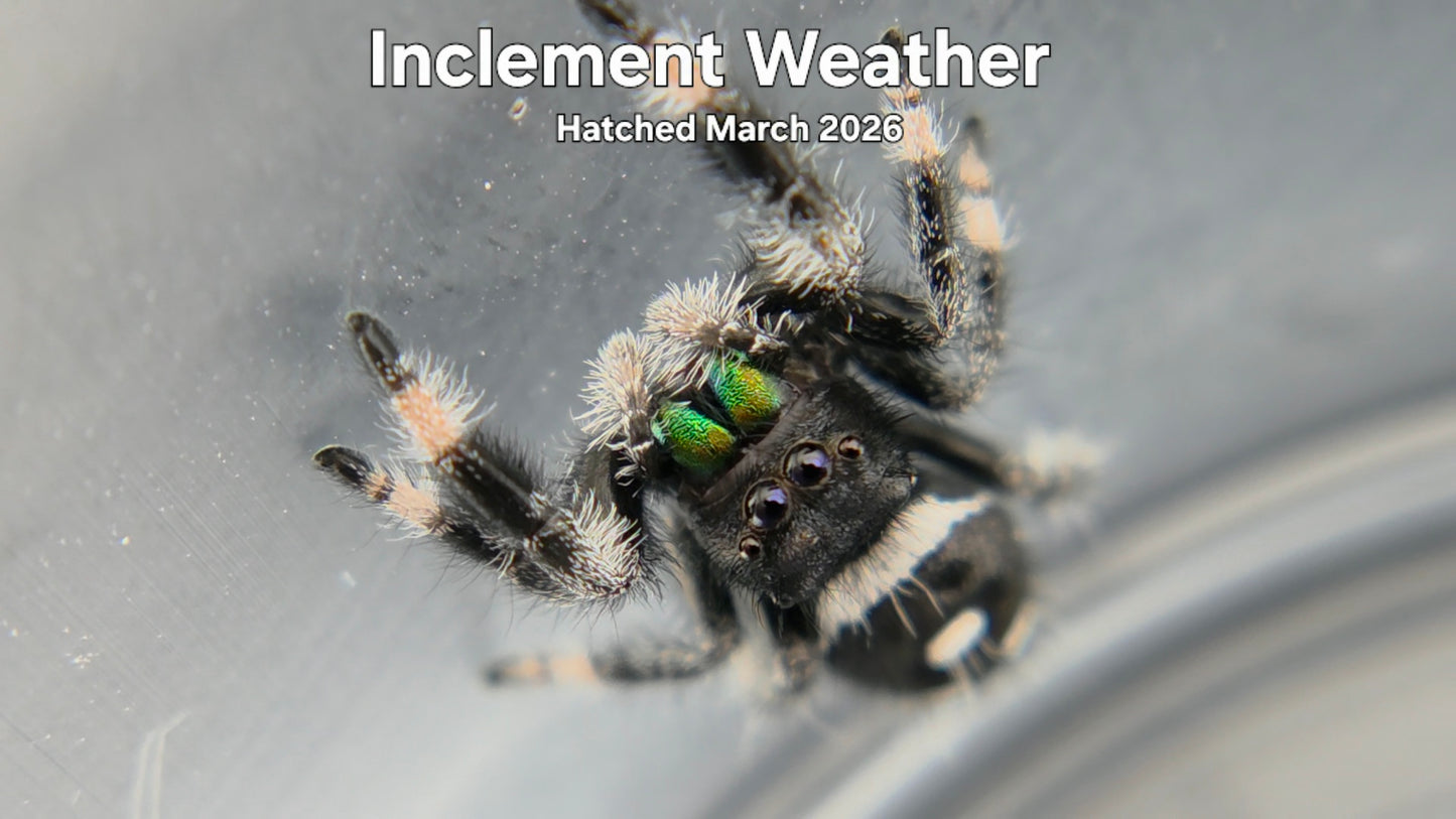 "Inclement Weather" Male Regal Jumping Spider (Phidippus regius) Hatched March 2026