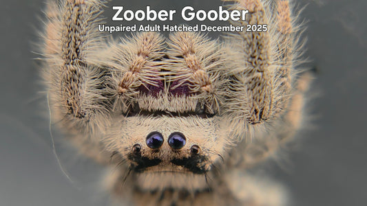 "Zoober Goober" Female Regal Jumping Spider (Phidippus regius) Unpaired Adult Hatched December 2025