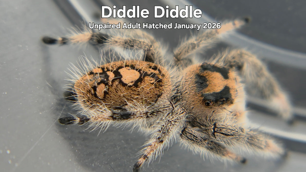 "Diddle Diddle" Female Regal Jumping Spider (Phidippus regius) - Unpaired Adult Hatched January 2026