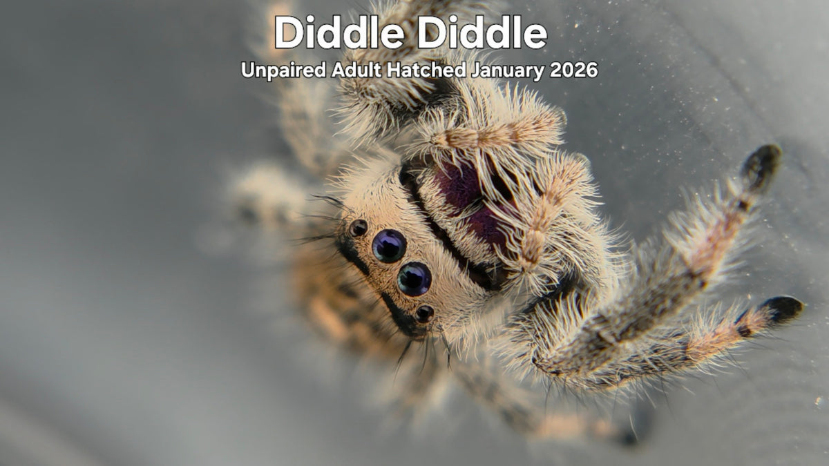 "Diddle Diddle" Female Regal Jumping Spider (Phidippus regius) - Unpaired Adult Hatched January 2026