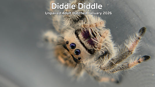 "Diddle Diddle" Female Regal Jumping Spider (Phidippus regius) - Unpaired Adult Hatched January 2026