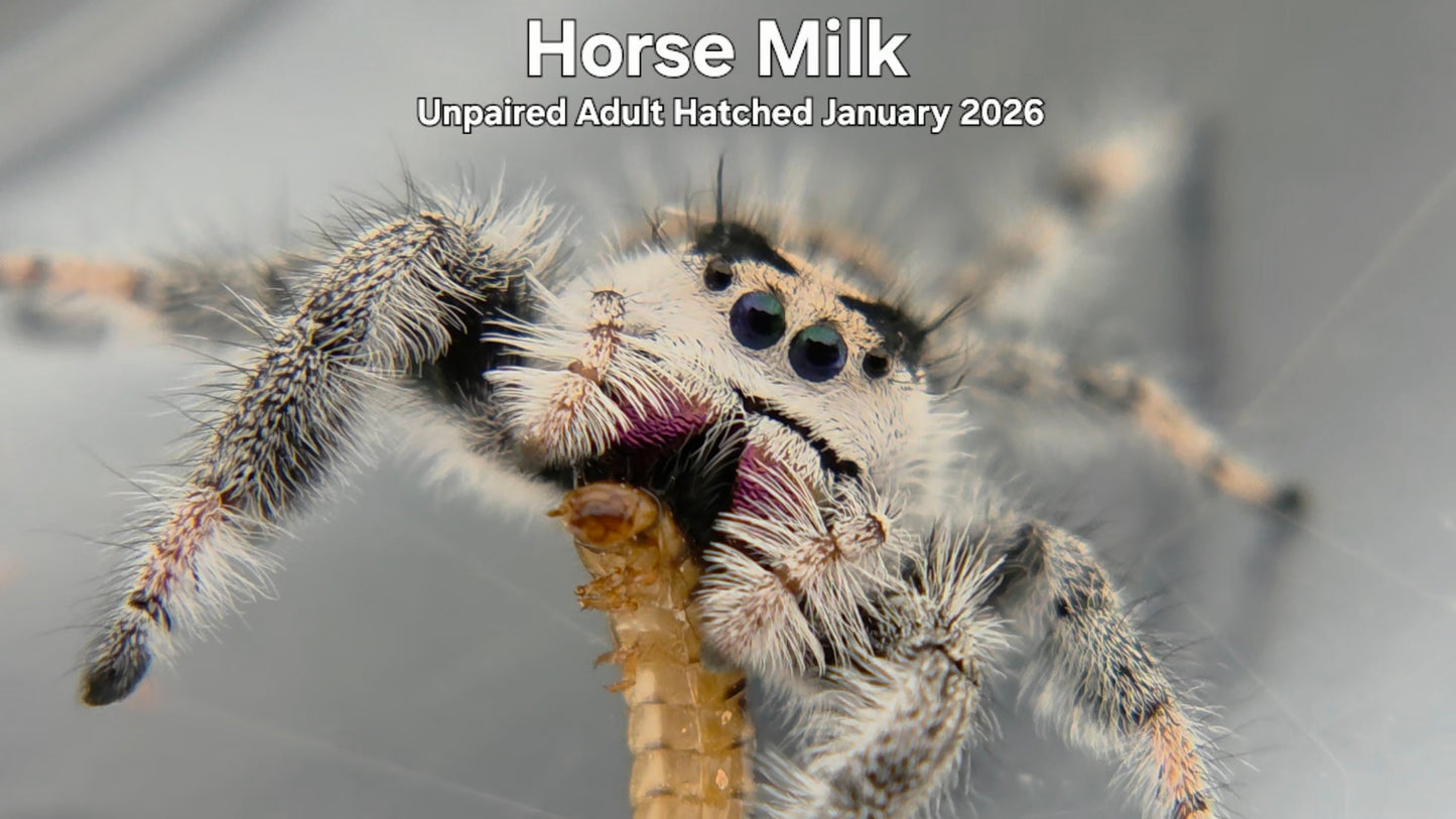 "Horse Milk" Female Regal (Phidippus regius) - Unpaired Adult Hatched January 2026