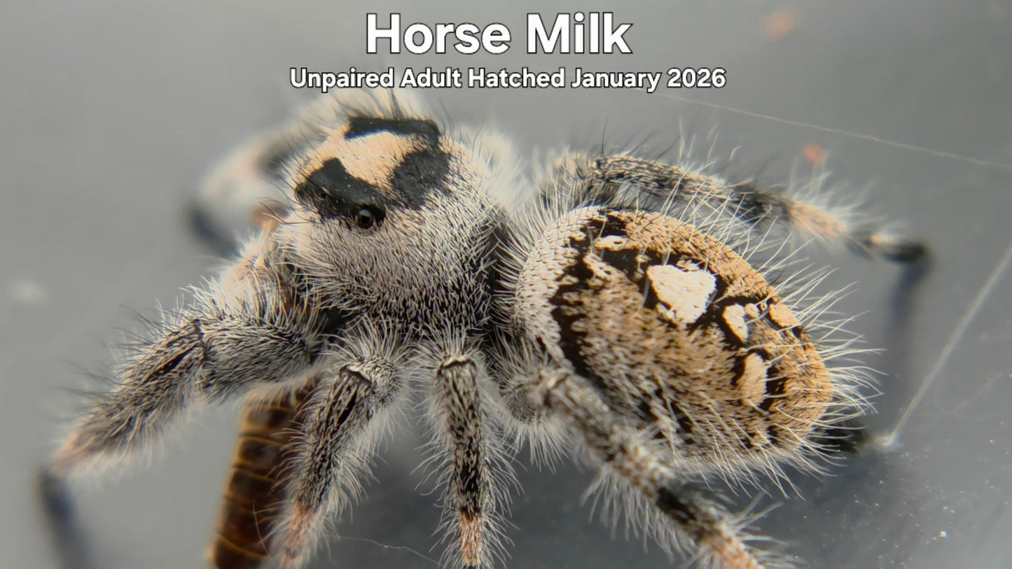 "Horse Milk" Female Regal (Phidippus regius) - Unpaired Adult Hatched January 2026