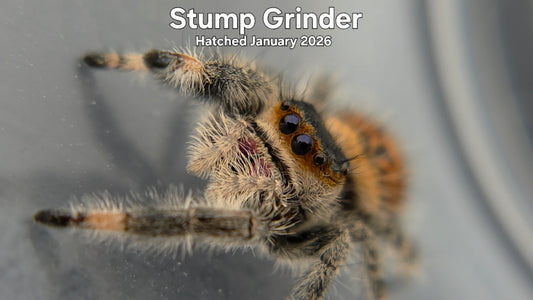 "Stump Grinder" Female Regal Jumping Spider (Phidippus regius) -  Hatched January 2026