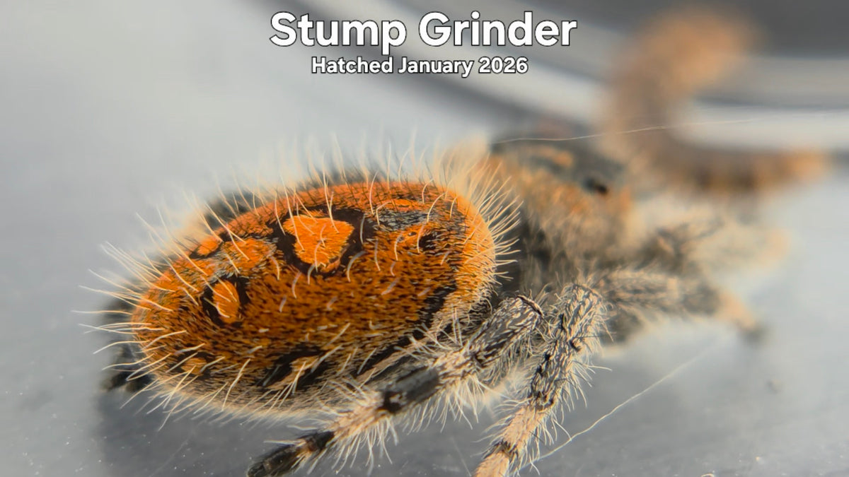 "Stump Grinder" Female Regal Jumping Spider (Phidippus regius) -  Hatched January 2026