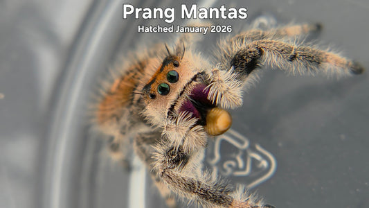 'Prang Mantas" Female Regal Jumping Spider (Phidippus regius) -  Hatched January 2026